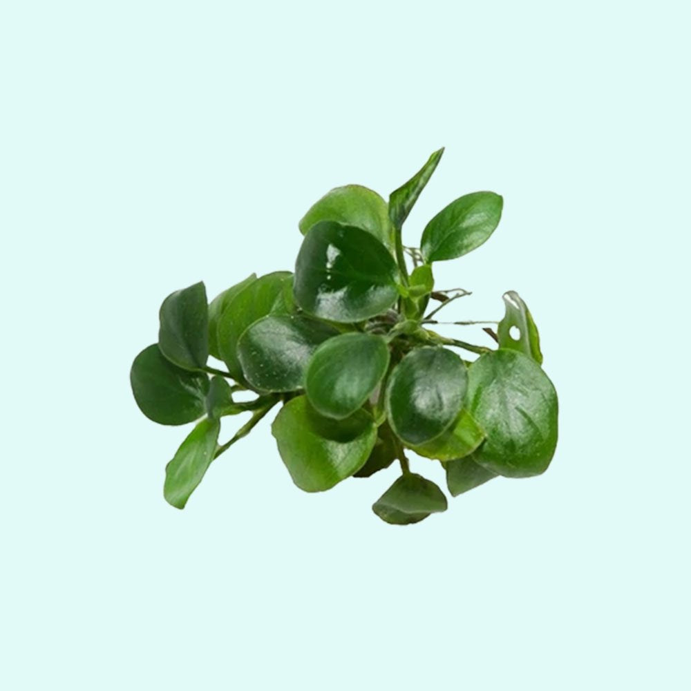 Live Aquarium Plant product image 8