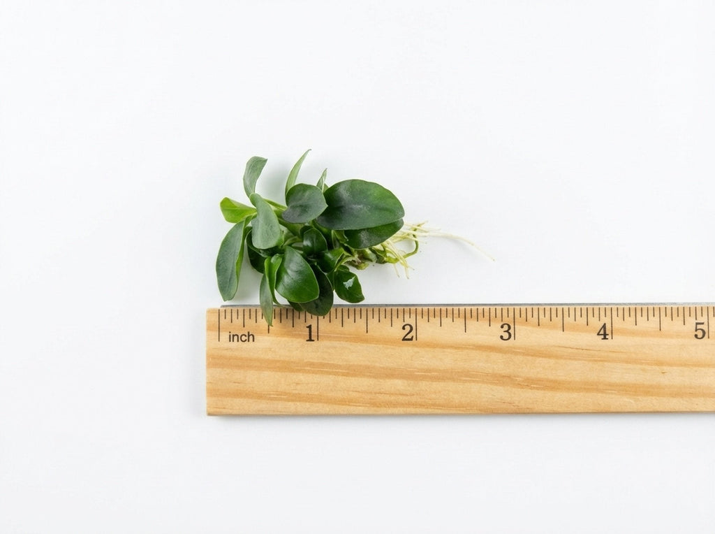 Live Aquarium Plant product image 9