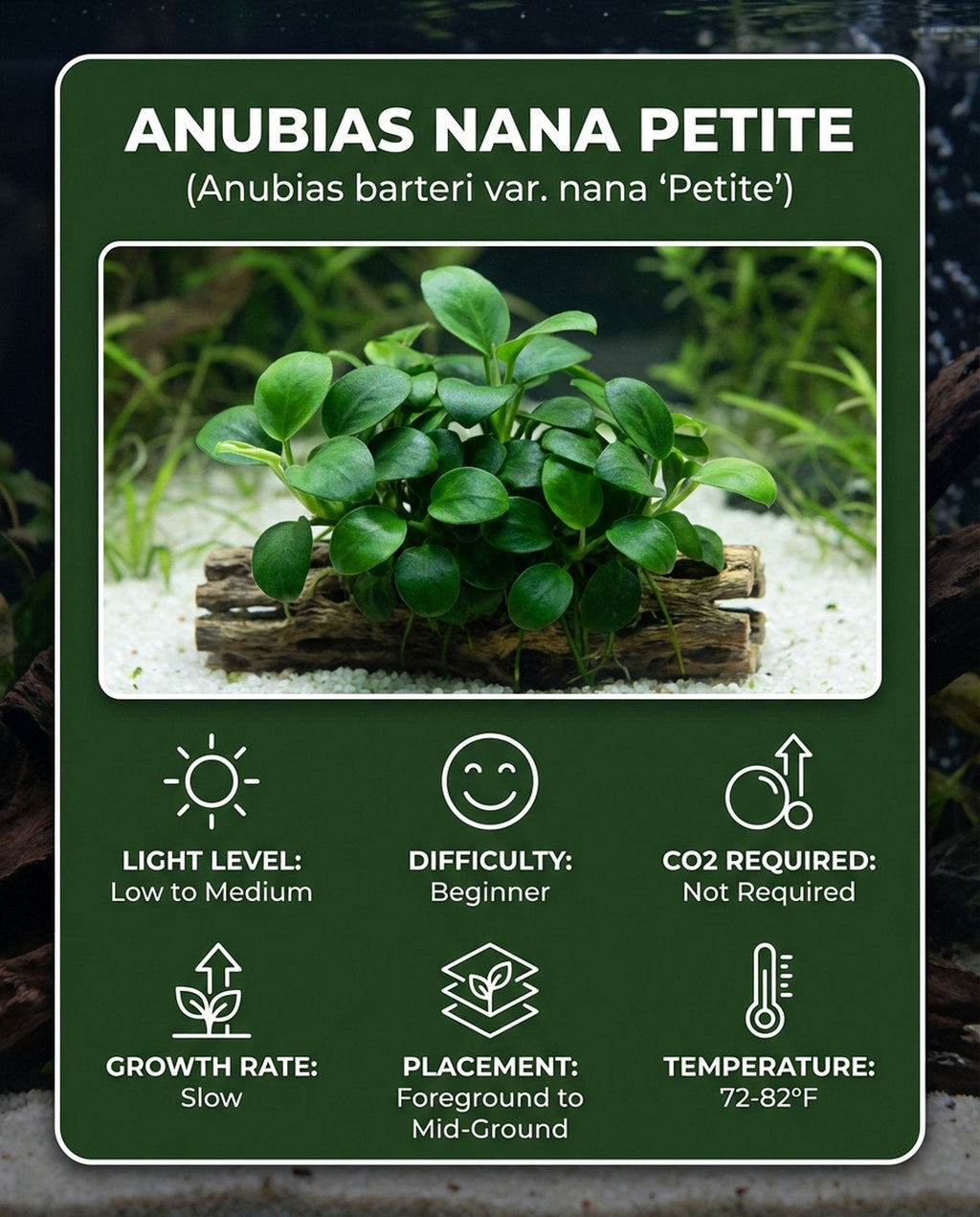 Live Aquarium Plant product image 10