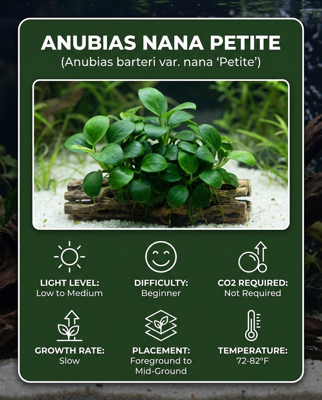 Live Aquarium Plant product image 11