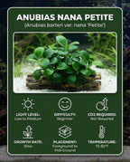 Live Aquarium Plant product image 11