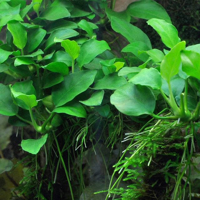 Live Aquarium Plant product image 12