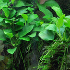 Live Aquarium Plant product image 12