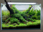 Live Aquarium Plant product image 14
