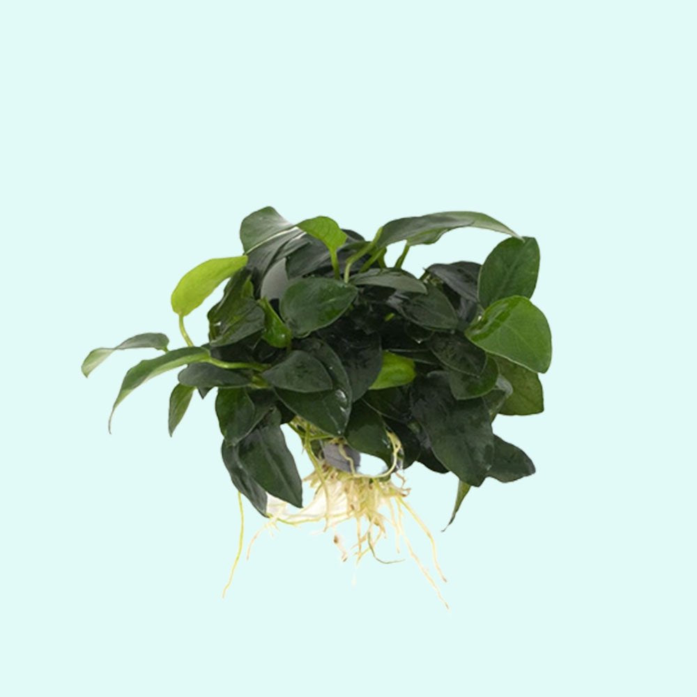Live Aquarium Plant product image 16