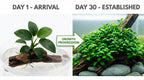 Live Aquarium Plant product image 18
