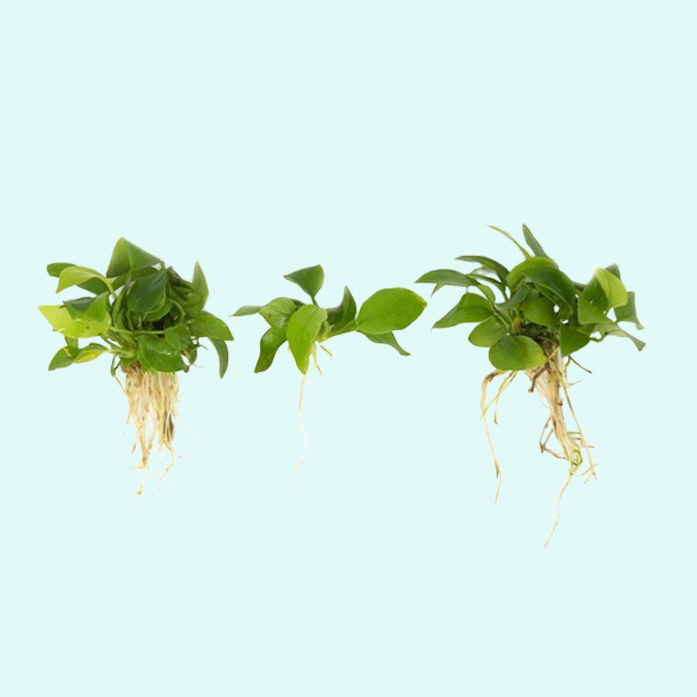 Live Aquarium Plant product image 19
