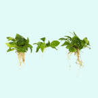 Live Aquarium Plant product image 19