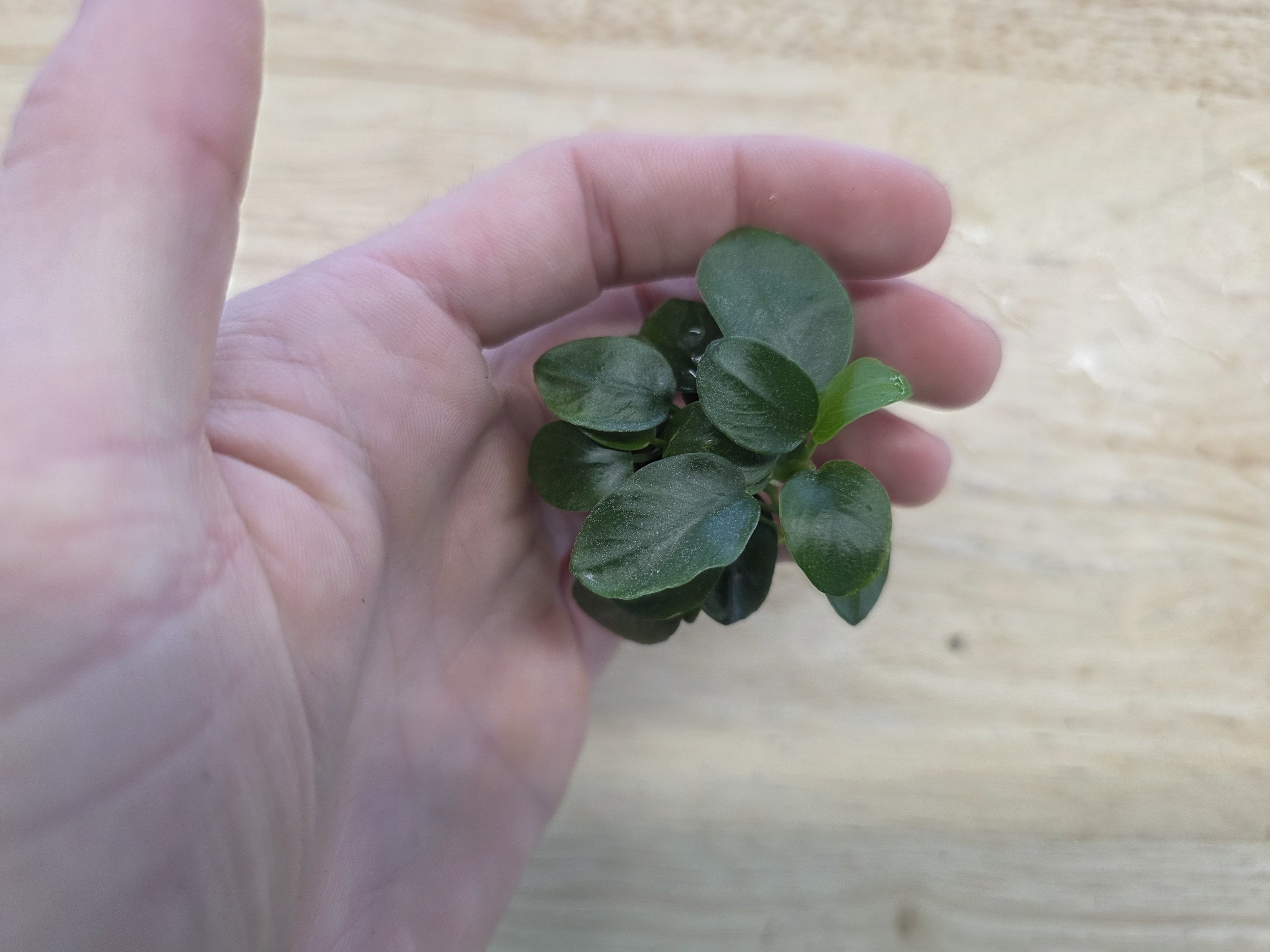 Live Aquarium Plant product image 20