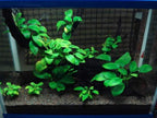 Live Aquarium Plant product image 22