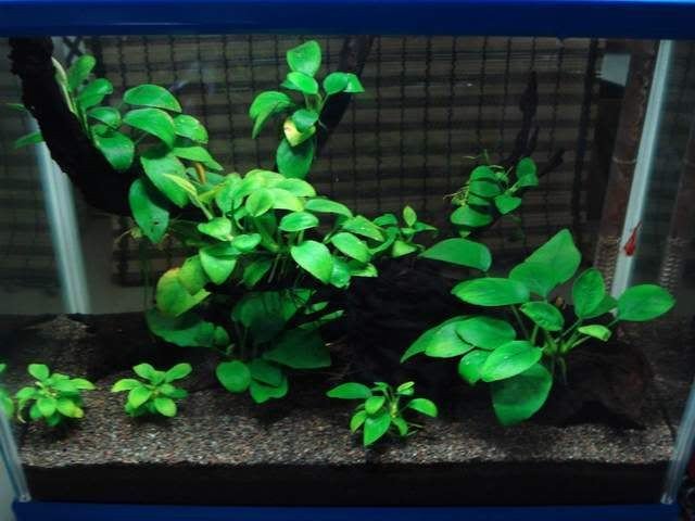 Live Aquarium Plant product image 23