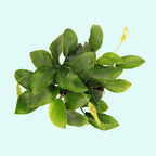 Live Aquarium Plant product image 24