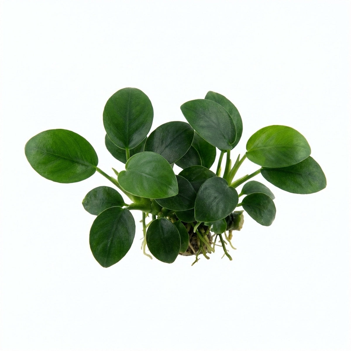 Live Aquarium Plant product image 25