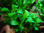 Live Aquarium Plant product image 27