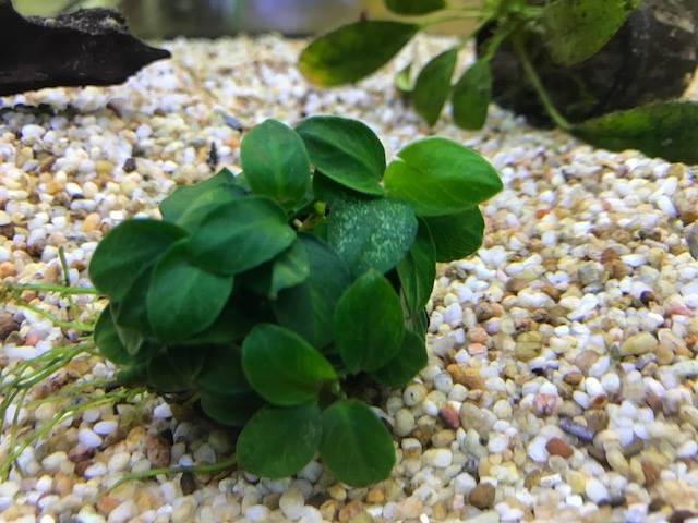Live Aquarium Plant product image 29