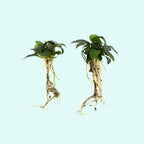 Live Aquarium Plant product image 31