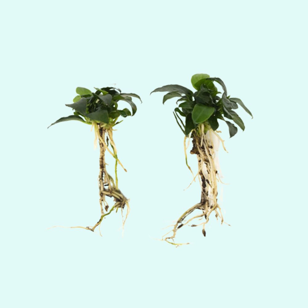 Live Aquarium Plant product image 31