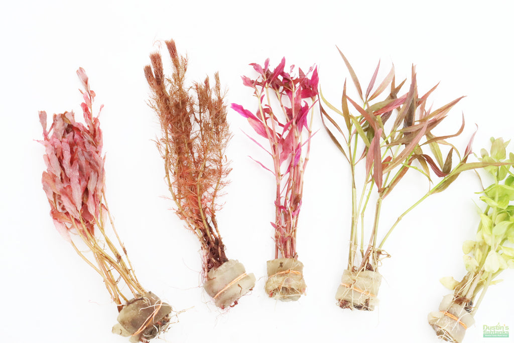 Red Aquarium Plant Combo product image 2