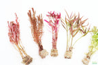 Red Aquarium Plant Combo product image 2