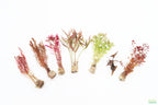 Red Aquarium Plant Combo product image 3