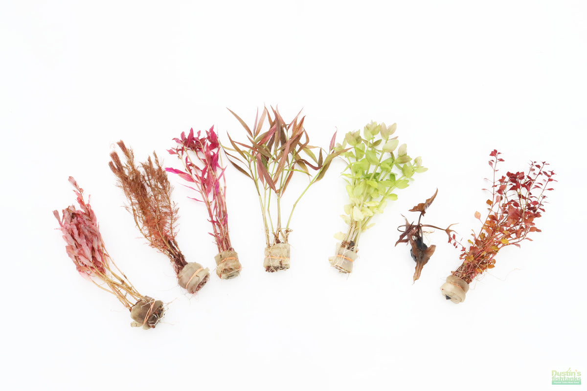 Red Aquarium Plant Combo product image 3