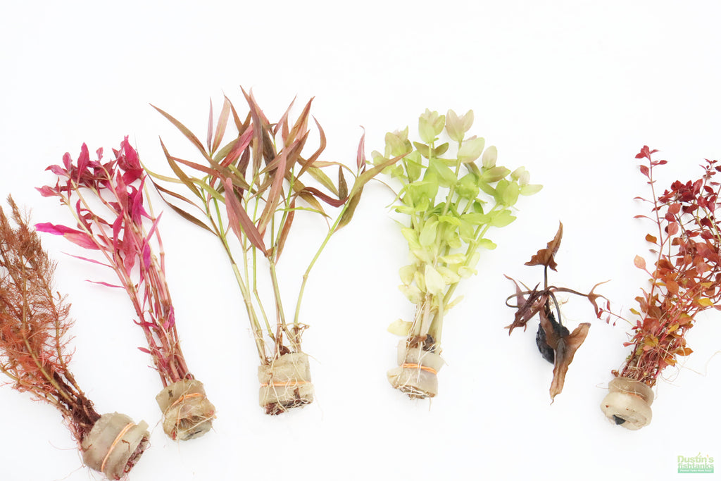 Red Aquarium Plant Combo product image 4