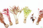 Red Aquarium Plant Combo product image 4