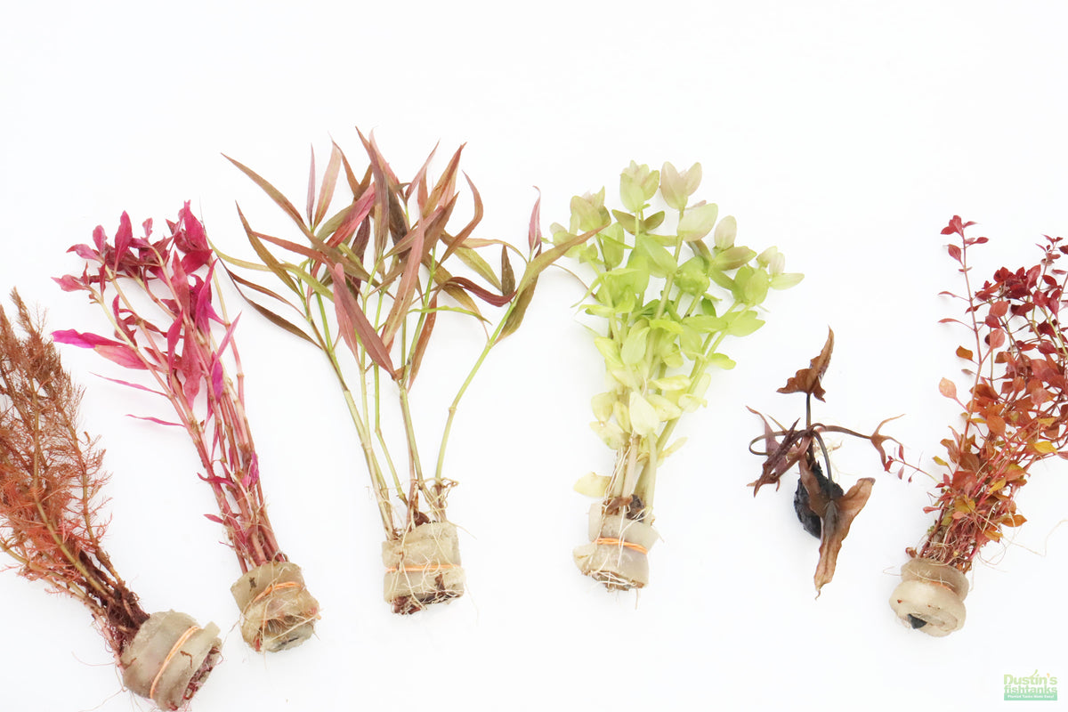 Red Aquarium Plant Combo product image 4