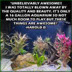 EasyRedAquariumPlantCombo_HaroldD.