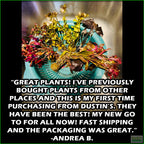 EasyRedAquariumPlantCombo_AndreaB.