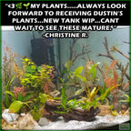 EasyRedAquariumPlantCombo_ChristineR.