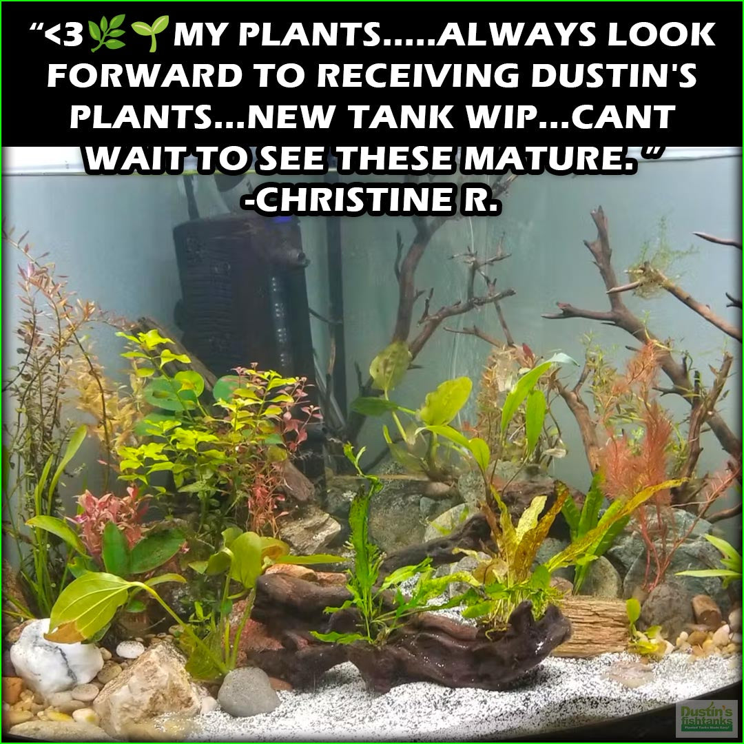 EasyRedAquariumPlantCombo_ChristineR.