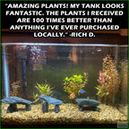 EasyRedAquariumPlantCombo_RichD.