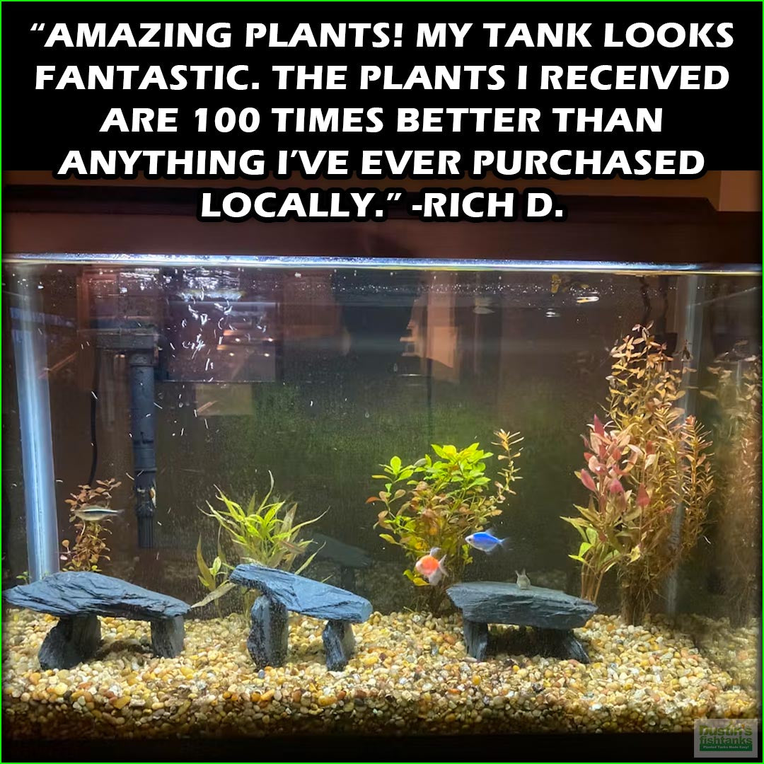 EasyRedAquariumPlantCombo_RichD.