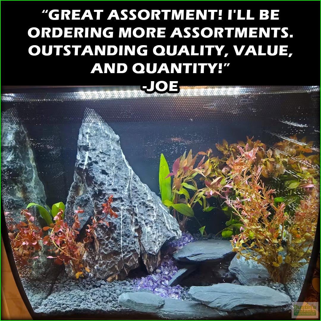 EasyRedAquariumPlantCombo_Joe