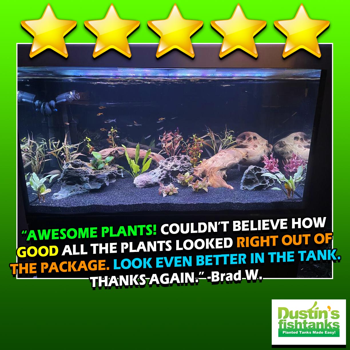 Customer Tank_Easy Red Aquarium Plant Combo