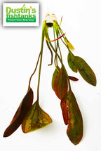 Red Aquarium Plant Combo product image 11