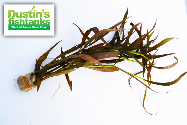 Red Aquarium Plant Combo product image 14