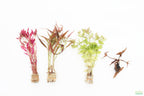 Red Aquarium Plant Combo, Default Title