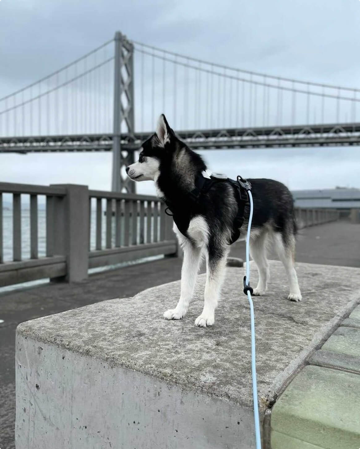 Hands-Free Leash product image 8