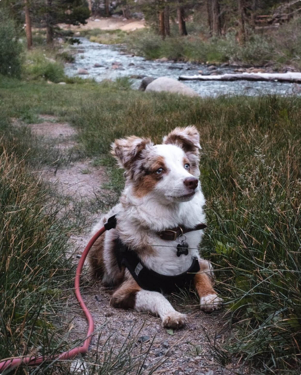 Hands-Free Leash product image 25