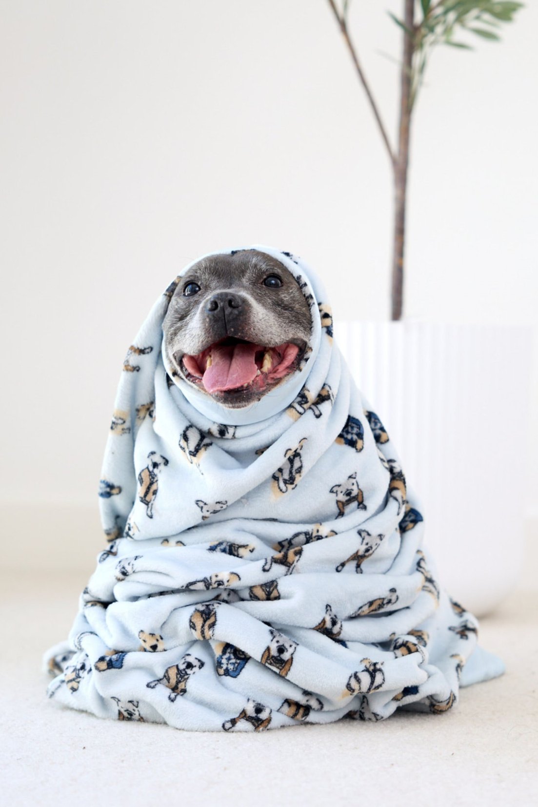Dog Blanket product image 1