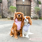 Adjustable Dog Harness product image 8