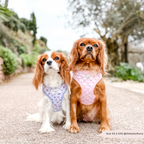 Adjustable Dog Harness product image 9