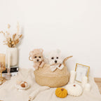 Dog Hood Muffler product image 12