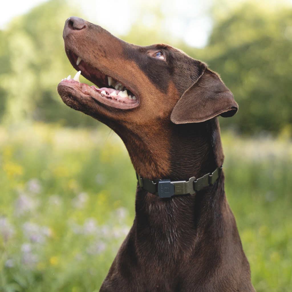 Prong Dog Collar product image 2