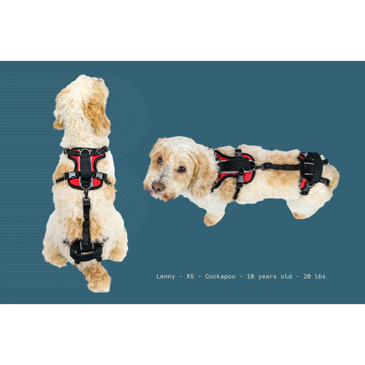 x-small-10-25-lbs-conventional