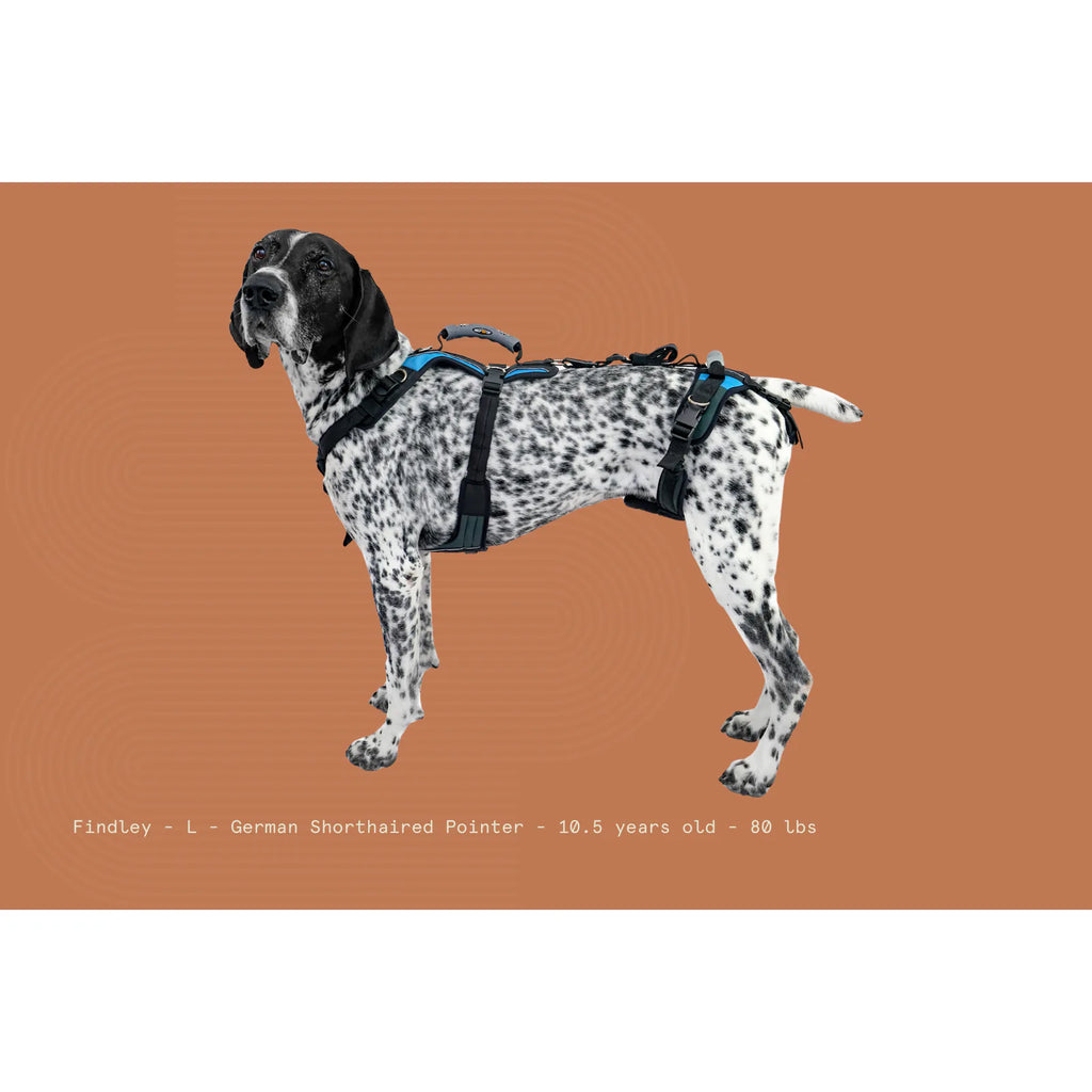 large-80-125-lbs-conventional