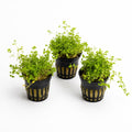 Live Aquarium Plant product image 1