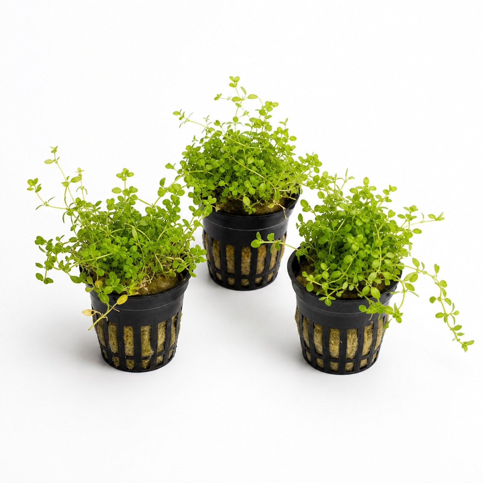 Live Aquarium Plant product image 1